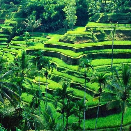 White Creative Villa Campuhan Ubud Exterior foto